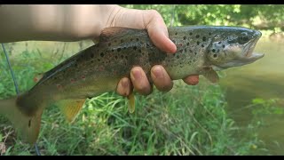 Pecanje pastrmke (reka Moravica). Fly fishing in river Moravica.