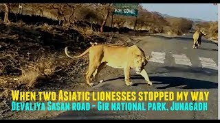 और सड़क पर आ गई दो शेरनिया  When two Asiatic lionesses stopped my way | Devaliya road - Junagadh