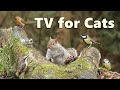 Cat TV Videos ~ Birds and Squirrels for Cats to Watch Forest Extravaganza ⭐ 8 HOURS ⭐