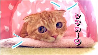 独り占め！赤ちゃんみたいなワガママ子猫の動き…wかわいい【短足マンチカン ひな子】Baby kitten