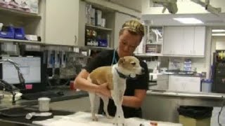 Pet preparations for Hurricane Irma