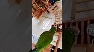 オキナインコお賽銭入れてお参り #shortsfeed