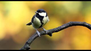 Great Tit Bird Call Bird Song