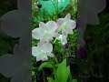 White Orchid flower🤍✨|Varieties of Orchid😻🥰 #shorts #orchid #viral