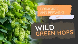 Home Brewed Beer with Foraged Green Hops |The Malt Miller