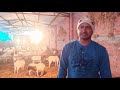 बाख्रालाई चिसोबाट जोगाउने तरिका how to keep goat shed warm in cold winter season bakhra palan