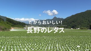 だからおいしい！長野のレタス - JA全農長野