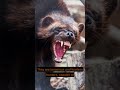 Wolverine Short #shorts #youtubeshorts #animalshorts #animals #wolverine #wolverines #wildlife