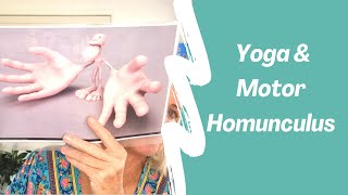 Yoga \u0026 Motor Homunculus  (the map of the body in the brain)