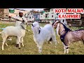 Kota Malwa Kashmiri Goat Kids Palne Wale At FB Goat Farm