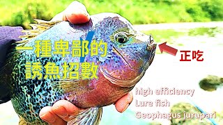 一種卑鄙的誘魚方式[請先遠離其他釣友再使用] A despicable method of luring fish