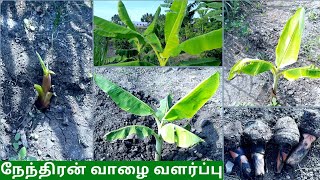 நேந்திரன் வாழை🍌🌱 வளர்ப்பு 🤩 Nendran Banana 🍌 ♥️ Valarpu🤑Organic Banana Growing😁😍Kerala Banana Nadavu