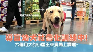 【導盲犬上課趣 Ep.8】導盲犬社會話訓練中 六個月大的小國王來賣場上課囉~