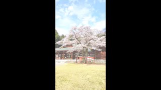 群馬護国神社 桜  2022