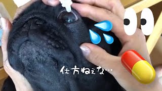 ドライアイになって目薬が増えた黒パグ!!A black pug with dry eyes and more eye drops!