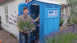 High-impact Lavandula: Lavandula Sensational!