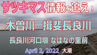 【サツキマス】を追え/木曽川/揖斐長良川/長良川河口堰/なばなの里