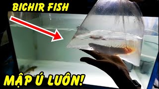 Mua được cá CỬU SỪNG Xám Mập Ú Ú Ú như thế này đây! bichir fish