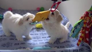 Just Incredible Coton de Tulear Puppies 7 weeks old