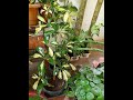 Repotting Schefflera | PlantishQ