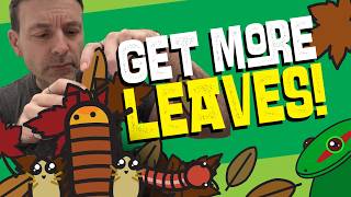 Leaf Litter in Bioactive Enclosures: Why “More Leaves” Is Better