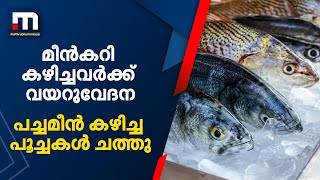 ഇടുക്കി നെടുങ്കണ്ടത്ത് മീൻകറി കഴിച്ചവർക്ക് വയറുവേദന; പച്ചമീൻ കഴിച്ച പൂച്ചകൾ ചത്തു| Mathrubhumi News