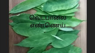 வெட்பாலை எண்ணெய் முதல் நாள்/ Vetpaalai oil - Day 1