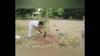 அரசு பள்ளி ஆசிரியர் மரம் வளர்ப்பு / Government Teacher grows trees in school campus / Vellakovil