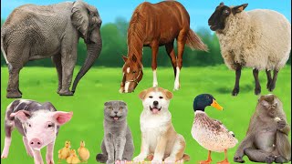 Funny Farm Animals: Sheep, Cat, Dog, Duck, Monkey, Pig, Horse, Elephant, Marllard - Animal Videos