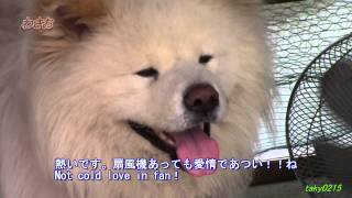 わさお・僕たち結婚したワン.「ごめん…愛してる？！」English subtitle.　Wasao, our two dogs were married.