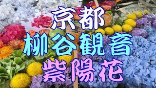 京都の柳谷観音　楊谷寺の紫陽花