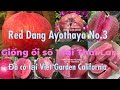 Vlog#100:Ngạc nhiên, mê mẩn giống ổi ngon nhất thế giới hiện nay-Niềm tự hào of nông nghiệp Thailand