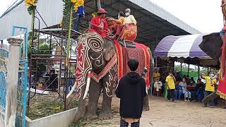 บวชนาคบนหลังช้างบ้านยางกระจับคับ