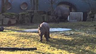 Nashornbaby Puri Tierpark Hellabrunn München Rhino Baby