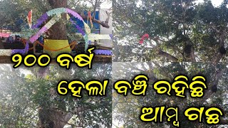 ୨୦୦ ବର୍ଷ ହେଲା ବଞ୍ଚି ରହିଛି ଆମ୍ବ ଗଛ //ମାଳିକା ବର୍ଣ୍ଣିତ ଆମ୍ବ ଗଛ //ନେମାଳ //ତିଳକଣା //କଟକ