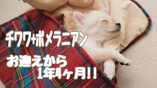 【チワポメ】お世話係のきもち☆お迎えから１年4か月たちました☆