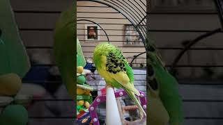 Budgie Preening