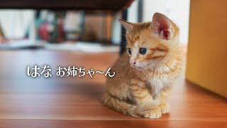 【子猫】茶トラの子猫をリビングに開放しました！