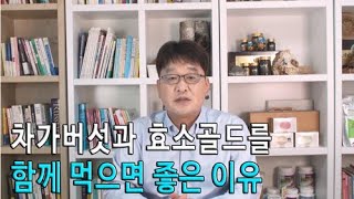 차가버섯 분말과 효소골드를 함께 먹으면 효능이 좋은 이유