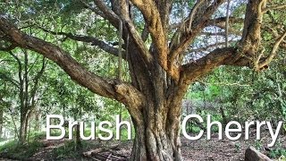 The Brush Cherry Tree - Great Shade Tree for Cattle