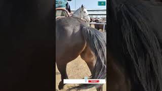 21.04.2024 Тараз мал базар Торы айғыр #malbazar #shorse #horse #жеребец #kokpar