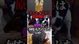 ㊗22万再生！！チェルノブイリ原発事故は動物に何をもたらしたのか？【ゆっくり解説】