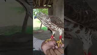 Shikra/birds of prey/accipitar budius/cardinal bird