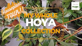 Houseplant tour - 🌿My HOYA Collection🌿