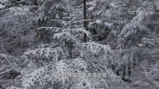 神农架的冬天美成了天堂！林中的精灵们更是为迎接冬天做足了准备 《美丽中国自然》神农架系列【CCTV纪录】