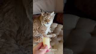 Lynx Marsel is not Interested in Banana #lince