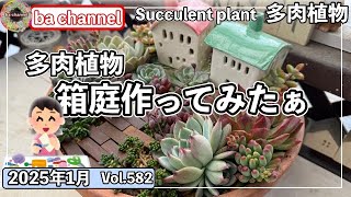 852{多肉植物}なんでもない普通の多肉で箱庭作ってみた💖【多肉事】【百均多肉】【普及種多肉】【ba多肉】【baチャンネル】【Succulent】