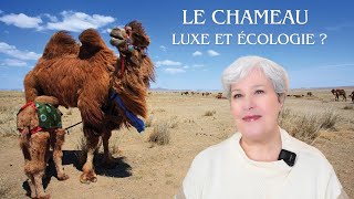 Venez découvrir cette fibre luxueuse venant d'Asie : le chameau !