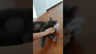 빗질에 취한 야옹이 1 #고양이 #cat #cute #고양이일상 #브러싱