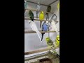 budgies parat ki video tote hi tote